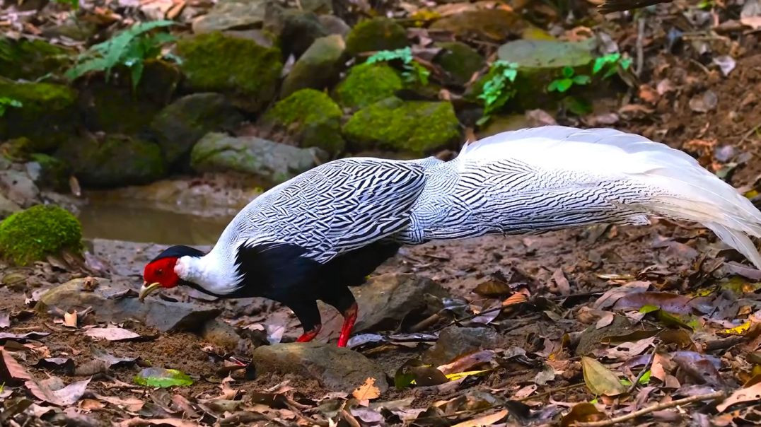 ⁣The Sounds of Nature_ Majestic Animals in 8K VIDEO Ultra HD!