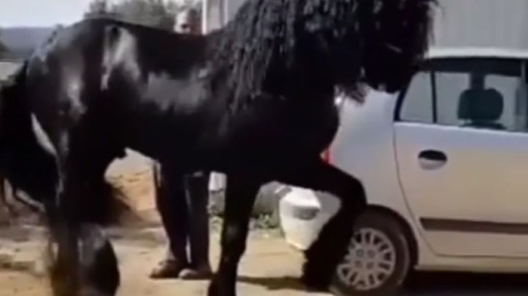 ⁣horse Dancing amazing video