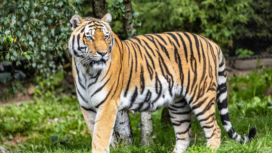 ⁣Tiger Beautiful Natural video