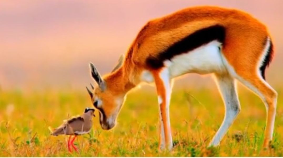 ⁣Deer Beautiful amazing video