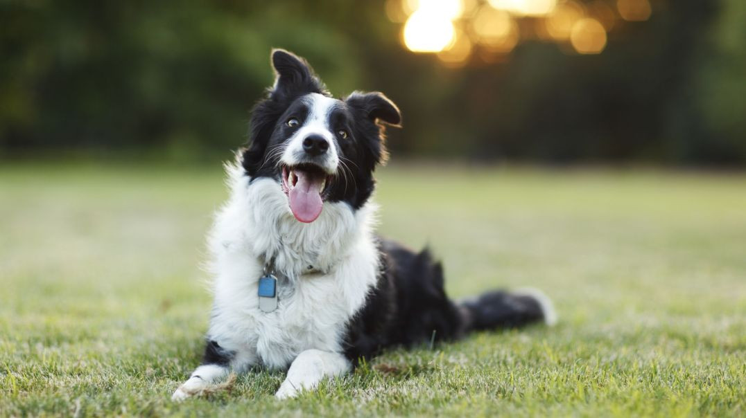 ⁣Dog singing funny video