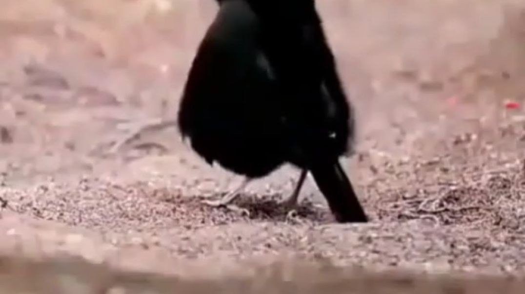 bird video