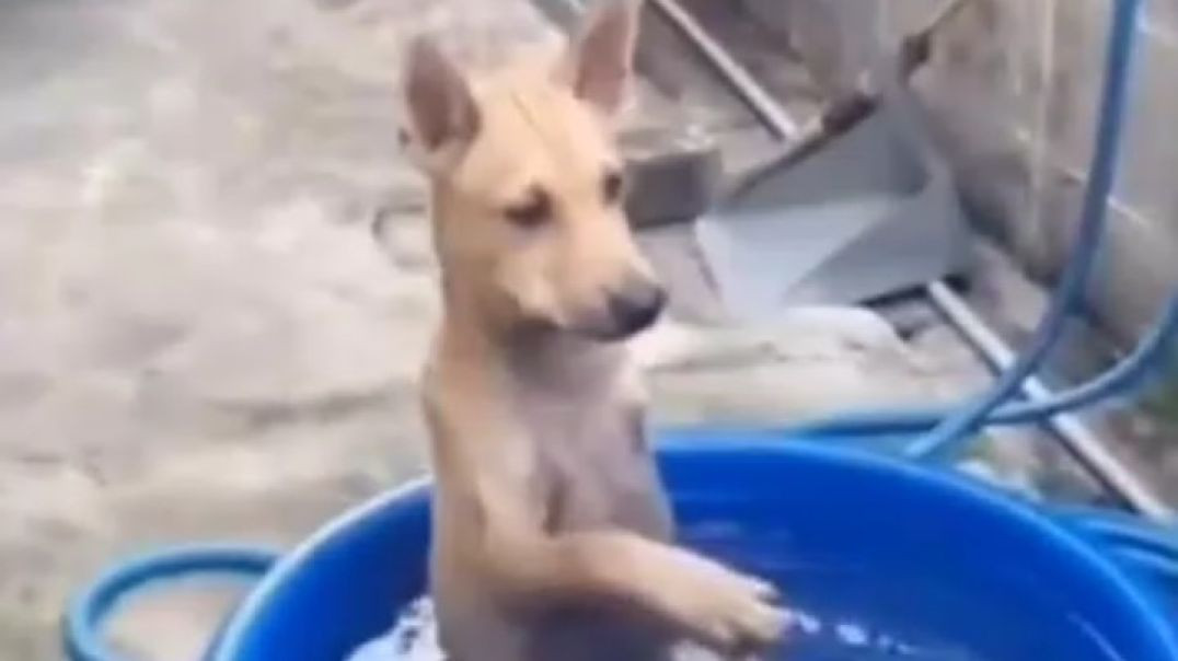 dog Bath funny video