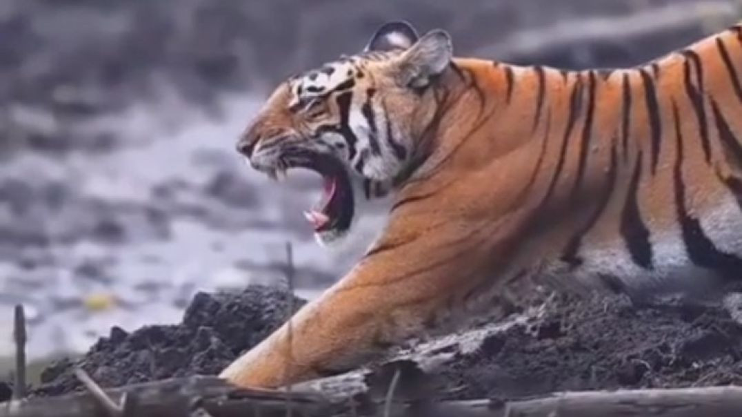 Tiger Natural video