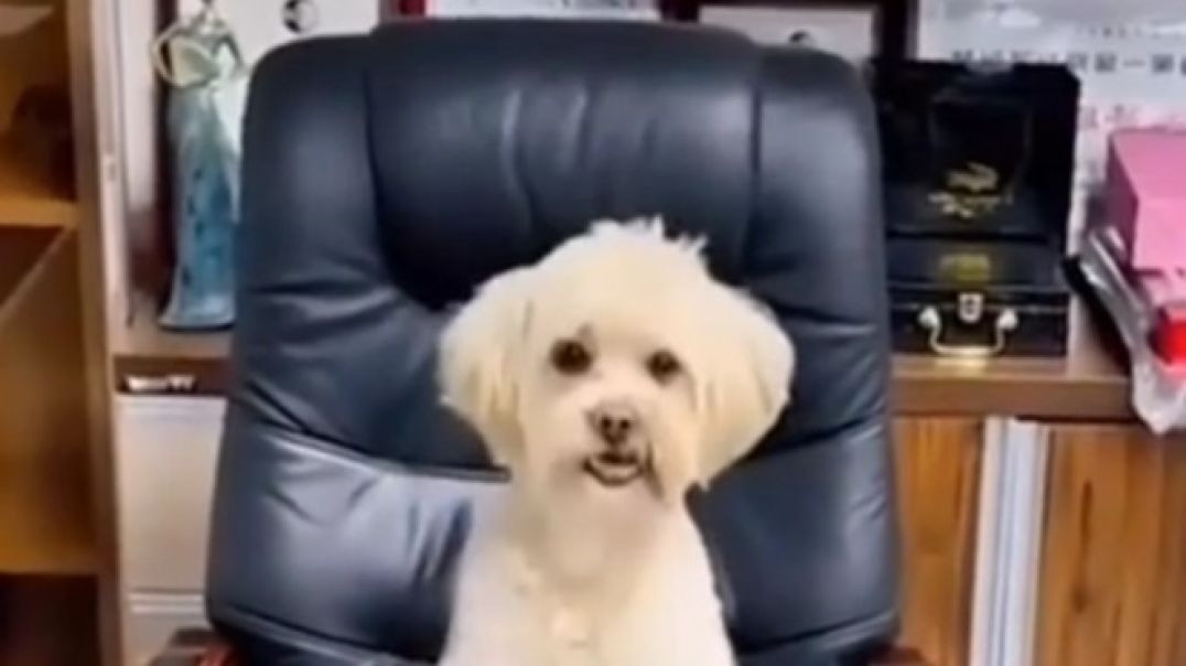 ⁣Talent Dog Best beutiful funny comedy