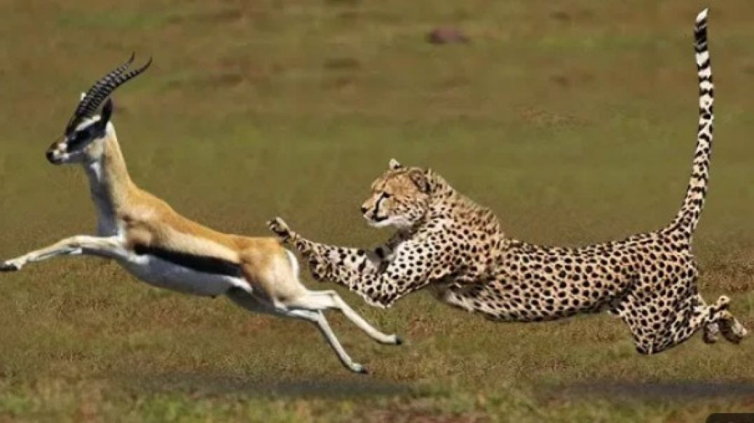 ⁣4:24  Most Amazing Big Cats Hunting Attack Compilation