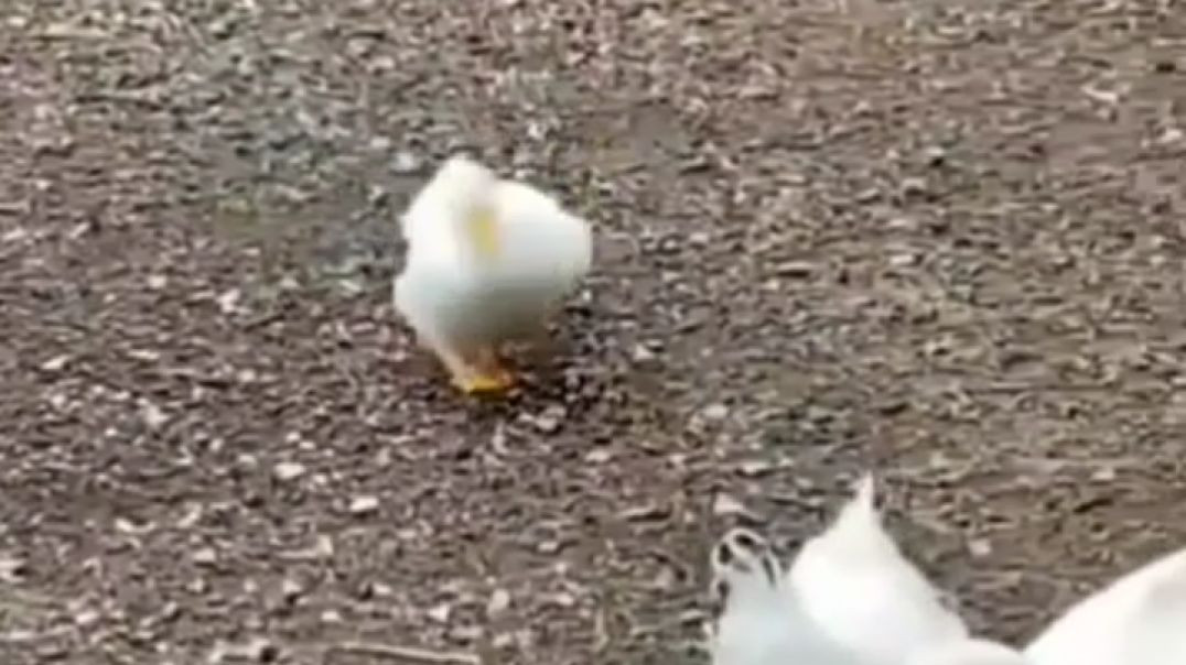 ⁣duck funny video