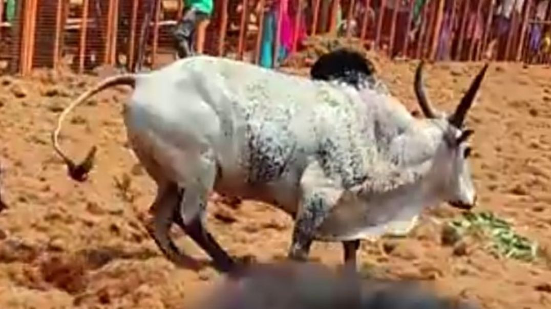 ⁣jallikattu 2 kaalai video