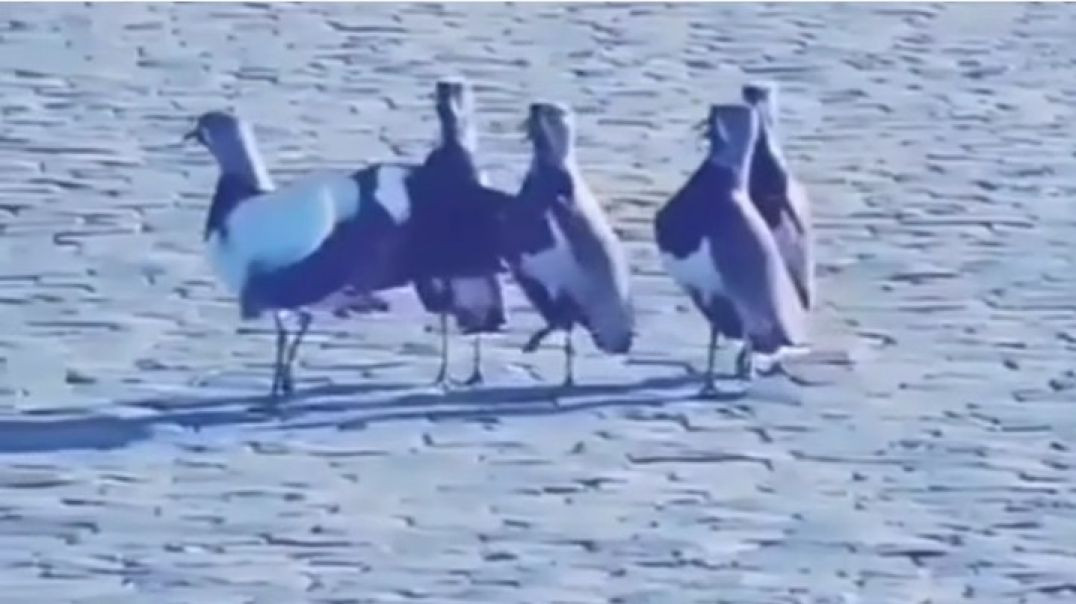 Birds Best dance video