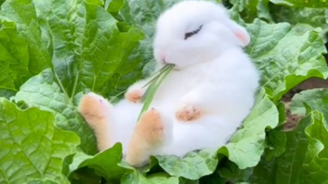 Rabbit Beautiful video