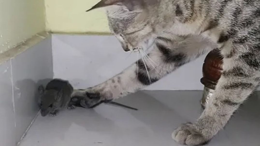 CAT VS MOUSE FUNNY VIDEO