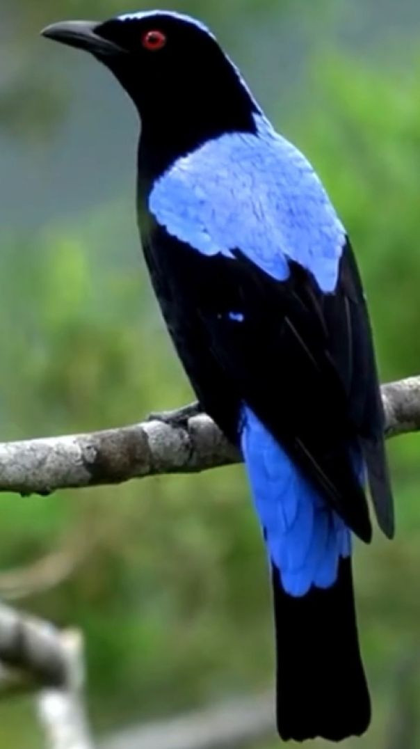 Discover the Enchanting Asian Fairy Bluebird