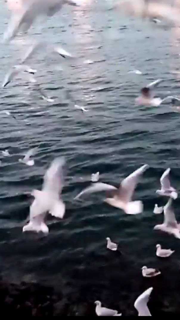 Dubai Birds beautiful video