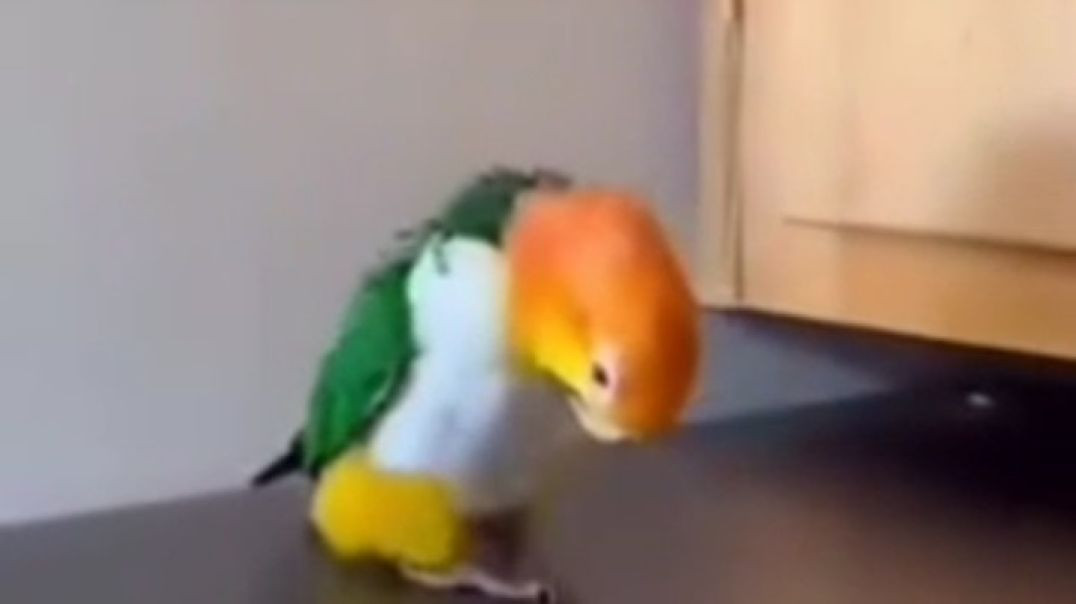 ⁣parrot Bullet song dance video