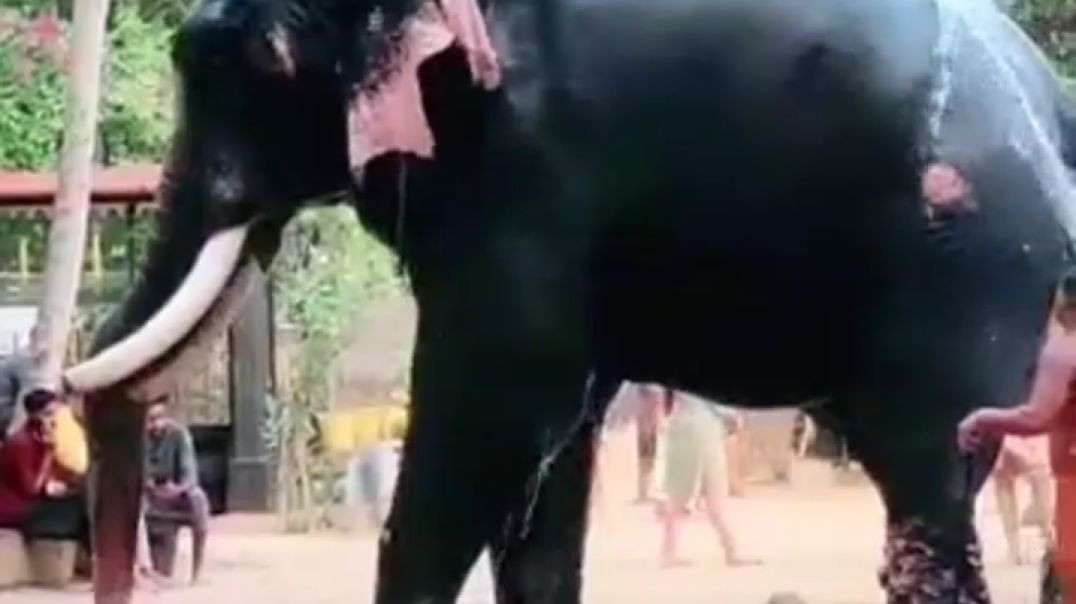 ⁣Kerala Elephant beautiful video