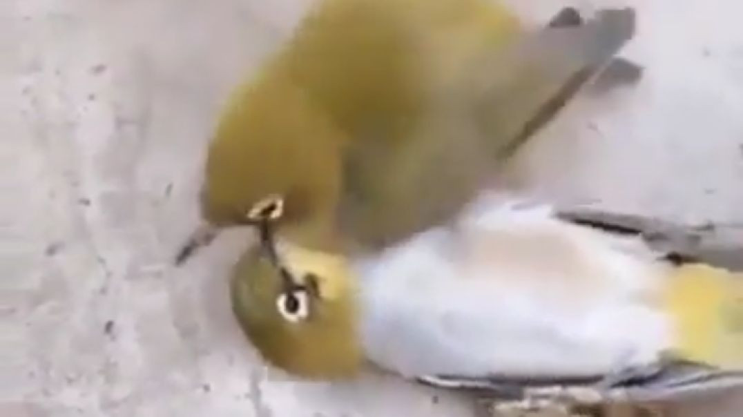 Love Birds Feeling video