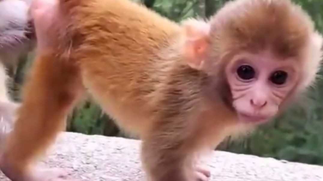 Monkey Beautiful video-03