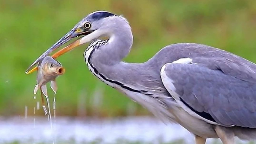 Amazing shot of Heron devouring fish #shorts