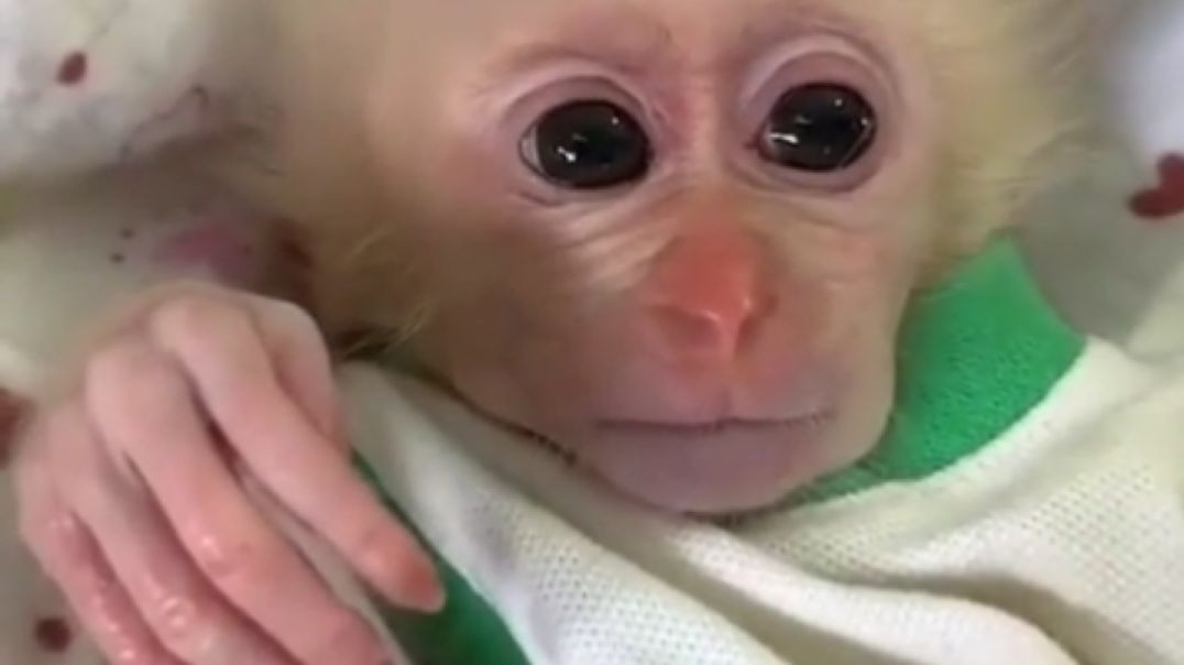 monkey amazing video