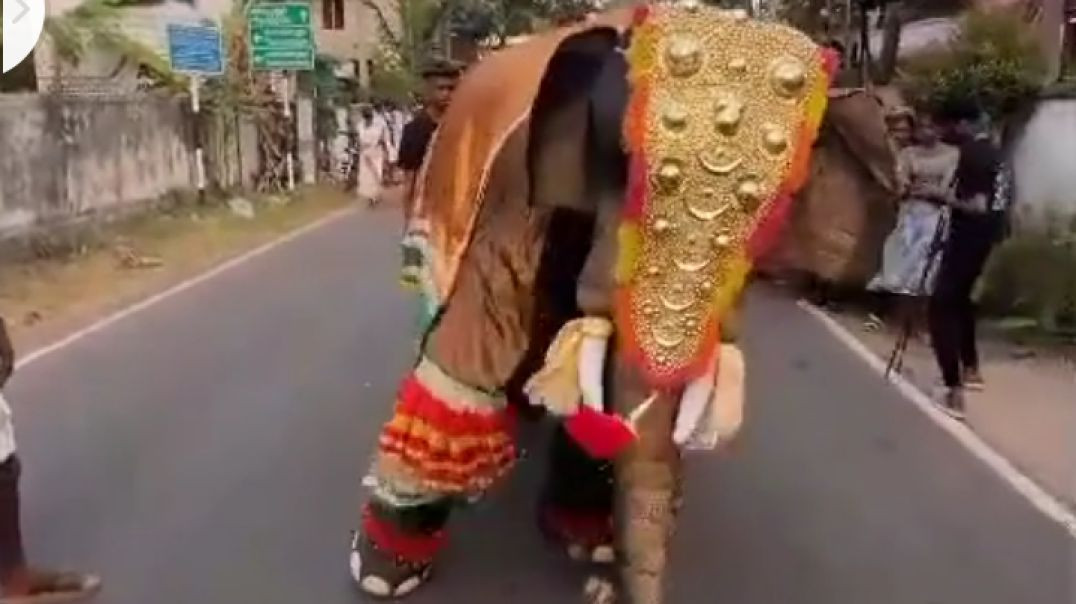 ⁣Elephant funny dance video