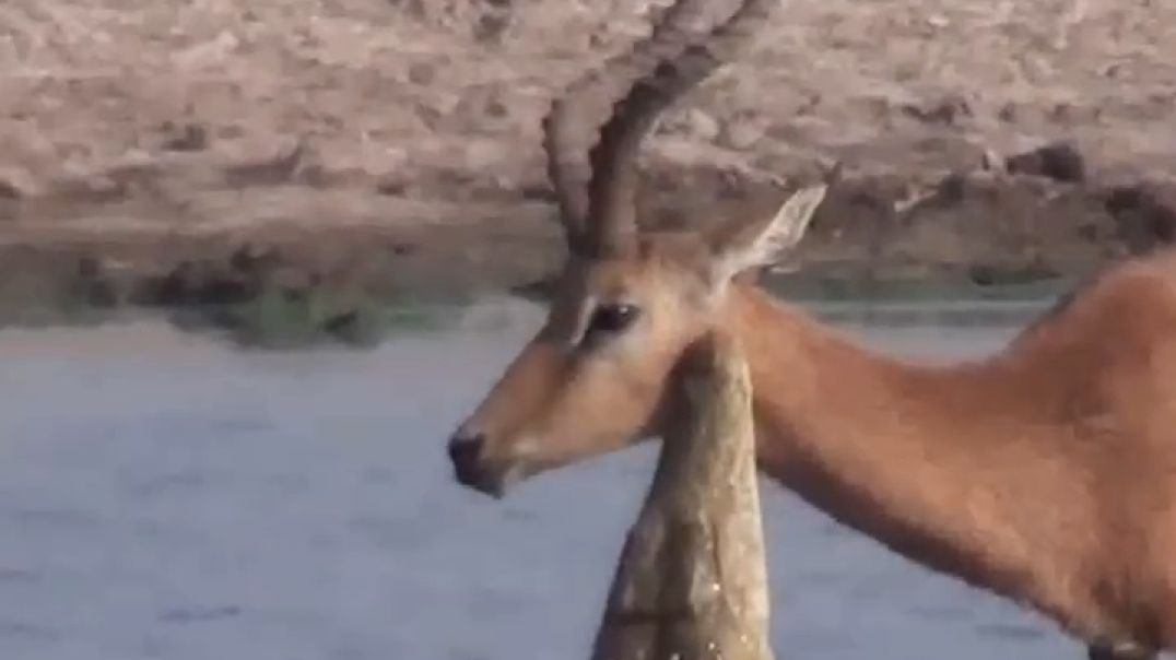 ⁣জলে কুমির ডাঙ্গায় শিয়ার শেষ রক্ষা হলো না।