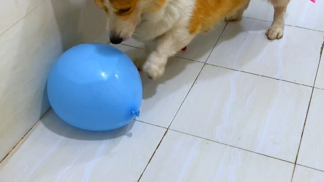 cute dog playing with balloon