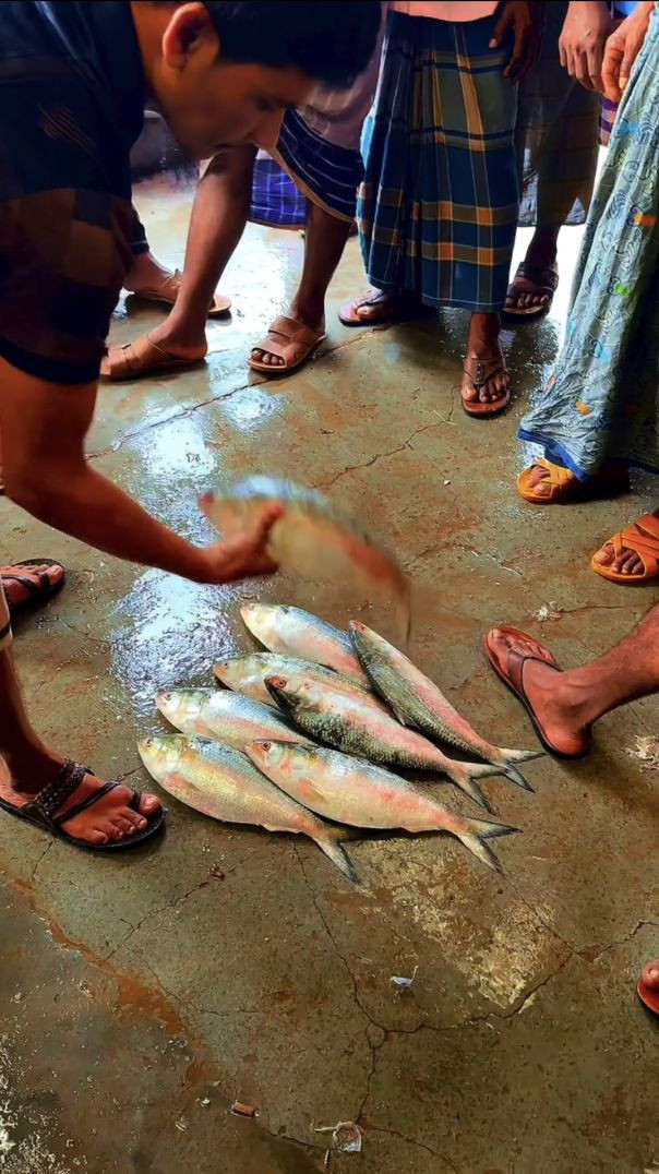 বাংলাদেশের ইলিশ মাছ।